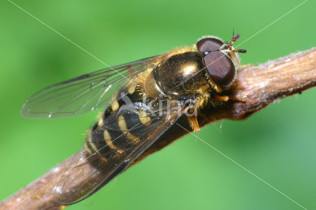 Gewone Wimperzwever (Dasysyrphus venustus)