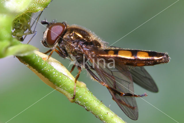 Gewoon platvoetje (Platycheirus clypeatus)