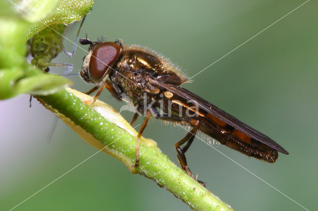 Gewoon platvoetje (Platycheirus clypeatus)