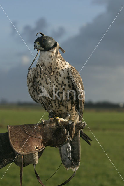 Giervalk (Falco rusticolus)