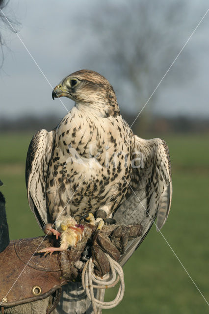 Giervalk (Falco rusticolus)