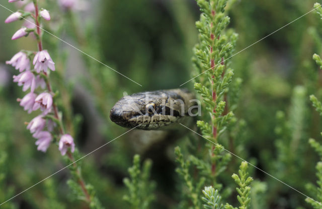 Gladde slang (Coronella austriaca)