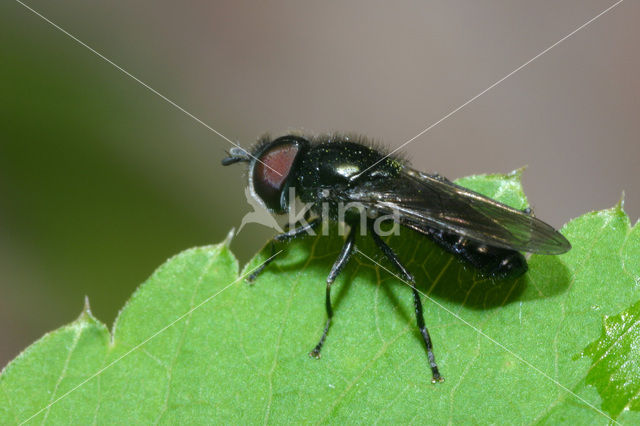 Glimmend Platbekje (Heringia heringi)