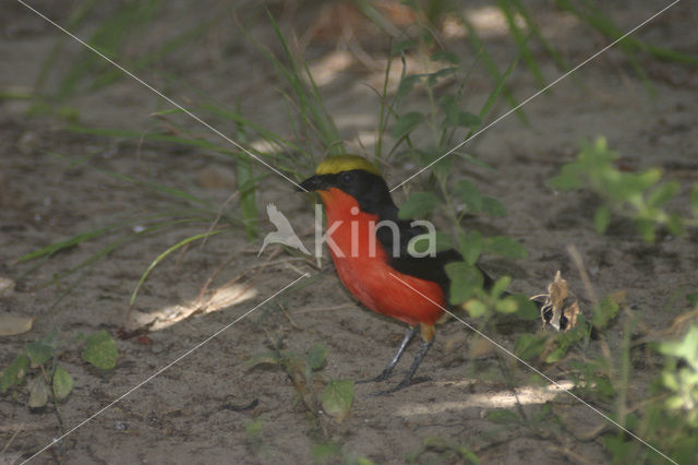 Goudkapfiskaal (Laniarius barbarus)