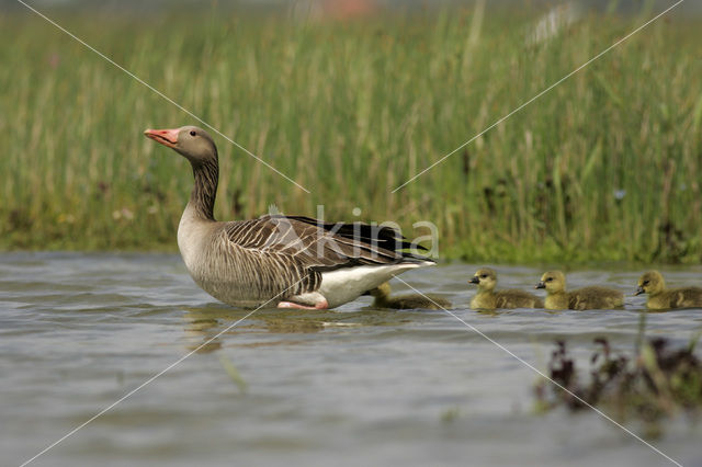 Grauwe Gans (Anser anser)