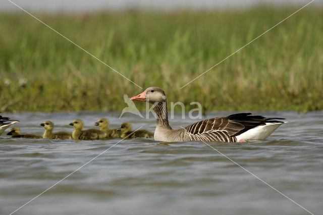 Grauwe Gans (Anser anser)