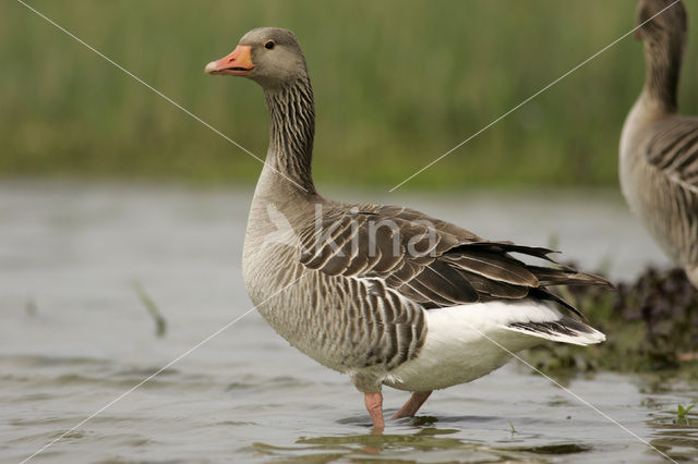 Grauwe Gans (Anser anser)