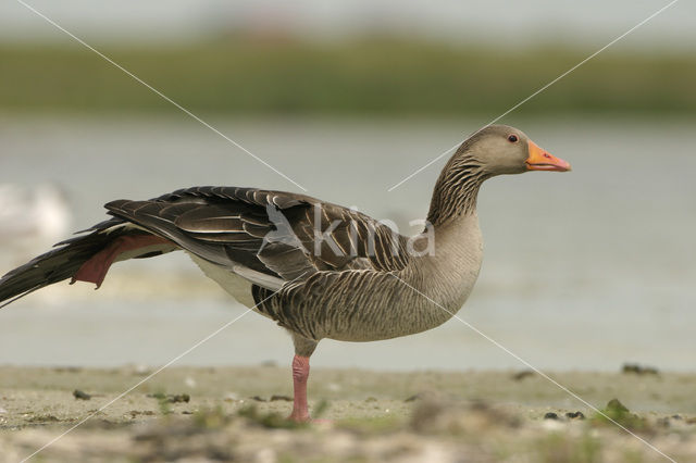 Grauwe Gans (Anser anser)