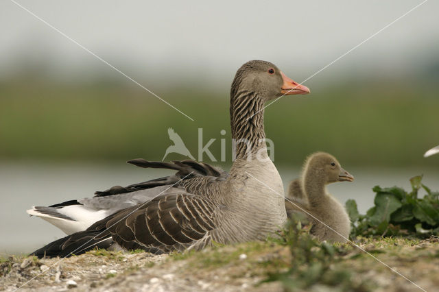 Grauwe Gans (Anser anser)