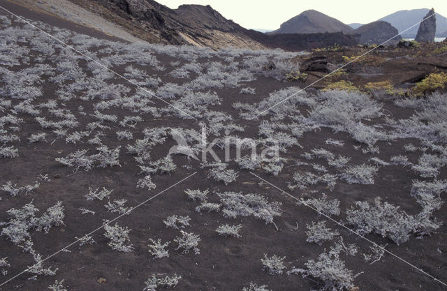 Grey matplant (Tiquilia nesiotica)