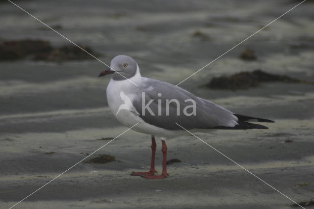 Grijskopmeeuw (Larus cirrocephalus)