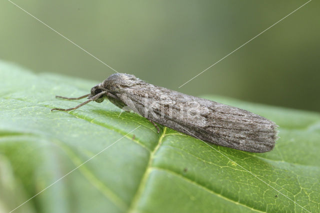 Grijze heispanner (Pachycnemia hippocastanaria)