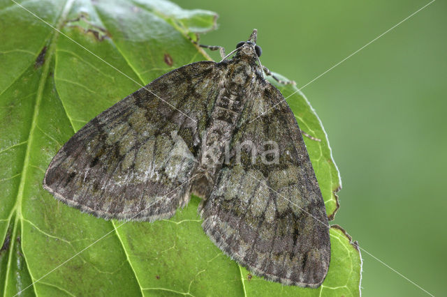 Groenbandspanner (Hydriomena impluviata)