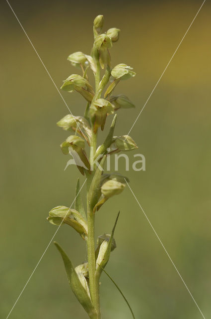 Groene nachtorchis (Coeloglossum viride)