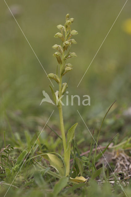 Groene nachtorchis (Coeloglossum viride)