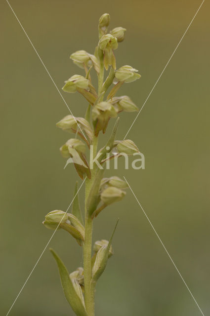 Groene nachtorchis (Coeloglossum viride)