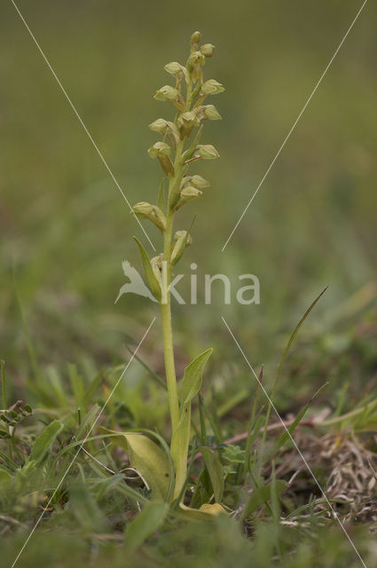 Groene nachtorchis (Coeloglossum viride)