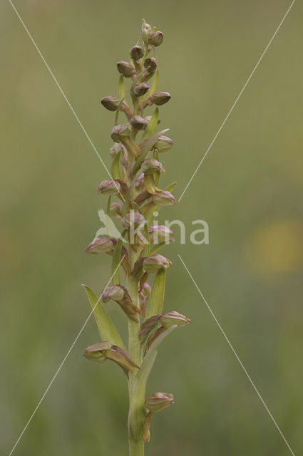 Groene nachtorchis (Coeloglossum viride)