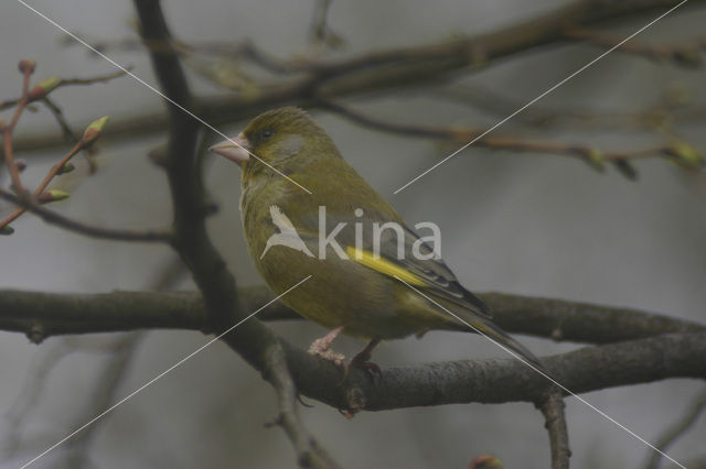 Groenling (Carduelis chloris)