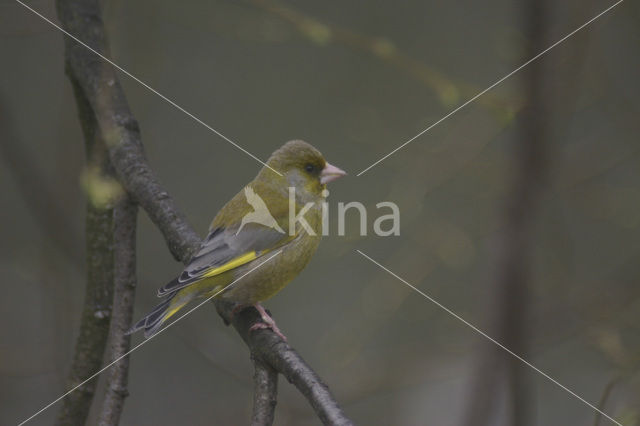 Groenling (Carduelis chloris)