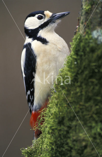 Grote Bonte Specht (Dendrocopos major)