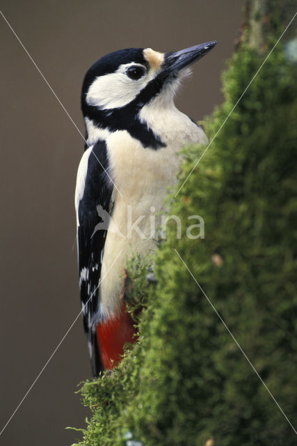 Grote Bonte Specht (Dendrocopos major)