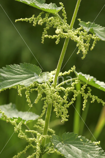 Grote brandnetel (Urtica dioica)