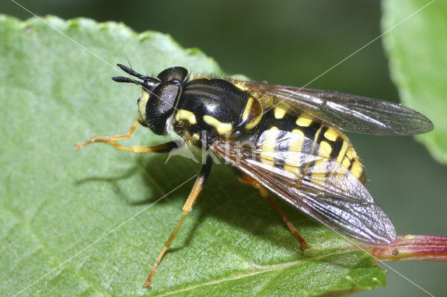 Grote fopwesp (Chrysotoxum cautum)