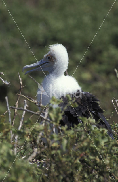 Grote Fregatvogel (Fregata minor)