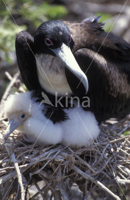 Grote Fregatvogel (Fregata minor)