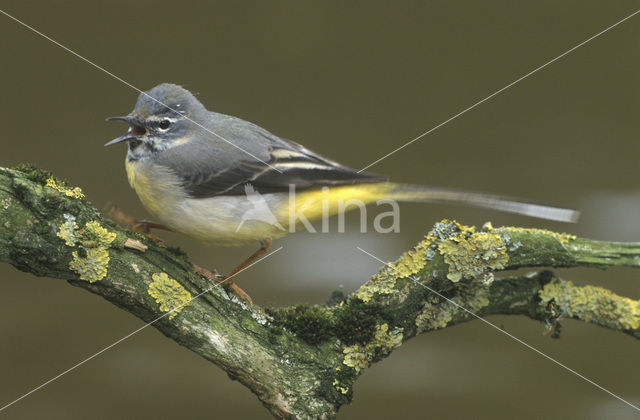 Grote Gele Kwikstaart (Motacilla cinerea)