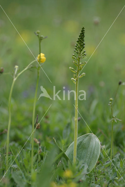 Common Twayblade (Neottia ovata