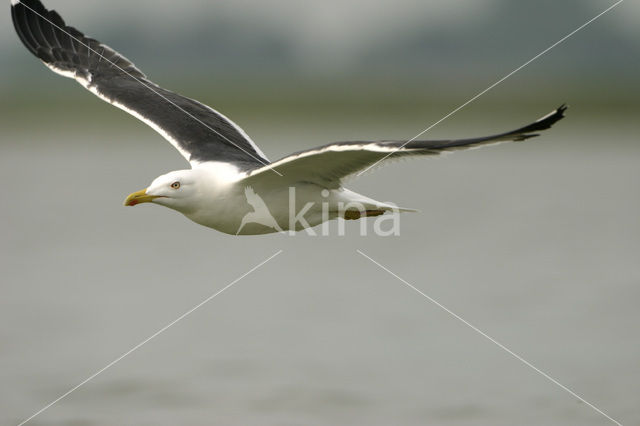 Grote Mantelmeeuw (Larus marinus)