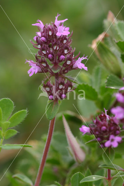 Grote tijm (Thymus pulegioides)