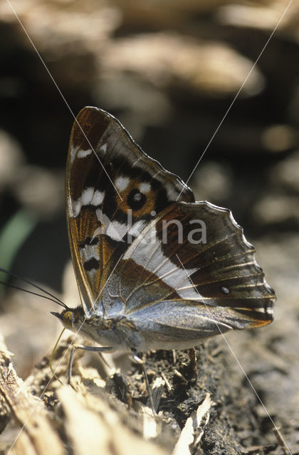 Grote weerschijnvlinder (Apatura iris)