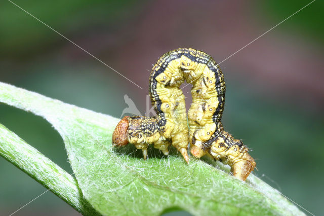 Grote wintervlinder (Erannis defoliaria)