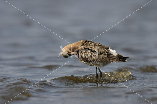 Grutto (Limosa limosa)