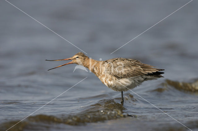 Grutto (Limosa limosa)