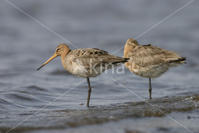 Grutto (Limosa limosa)