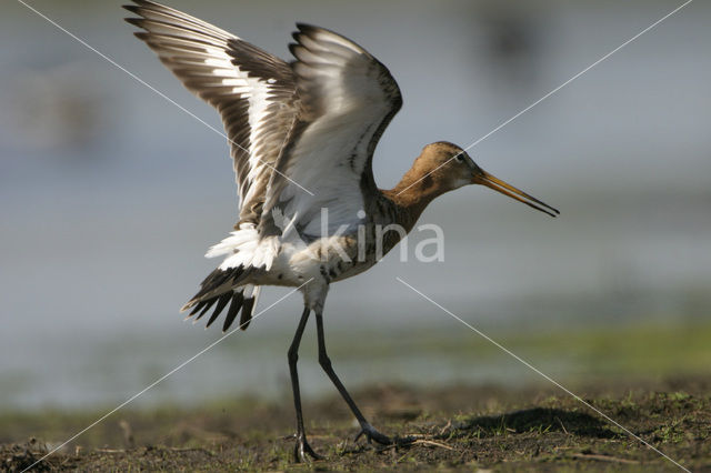 Grutto (Limosa limosa)