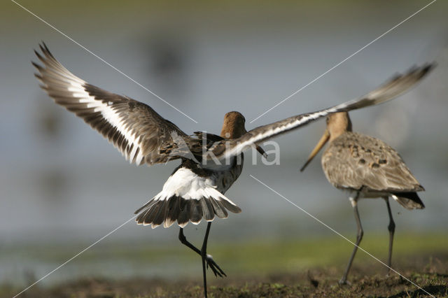 Grutto (Limosa limosa)