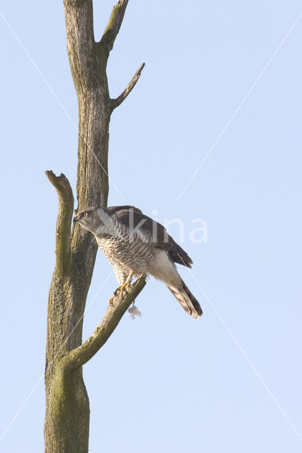 Havik (Accipiter gentilis)