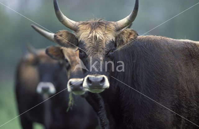 Heckrund (Bos taurus spp)