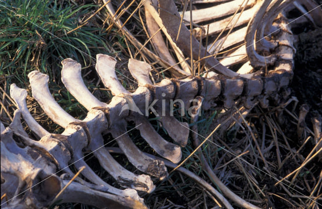 Heckrund (Bos taurus spp)