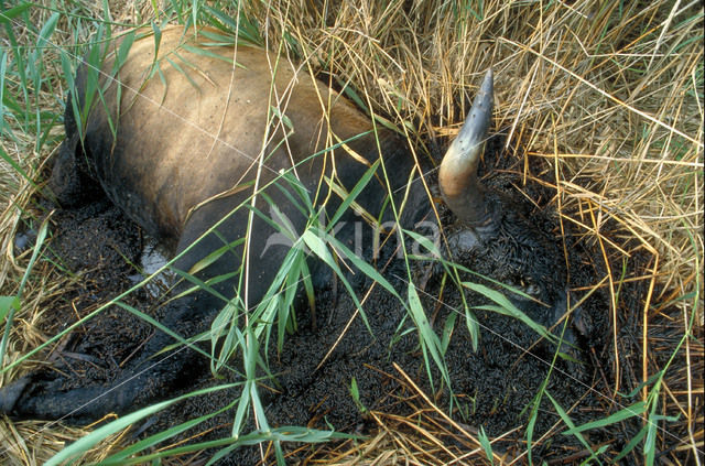 Heckrund (Bos taurus spp)