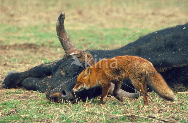 Heckrund (Bos taurus spp)