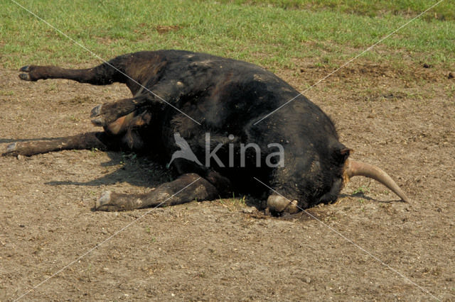 Heckrund (Bos taurus spp)