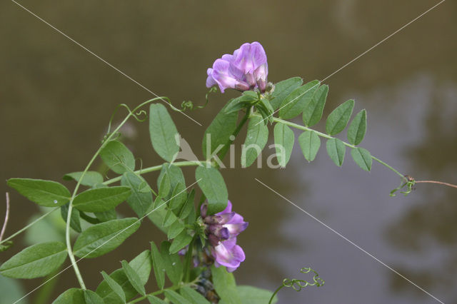 Heggewikke (Vicia sepium)