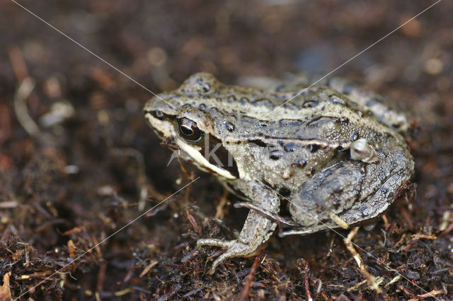 Heikikker (Rana arvalis)