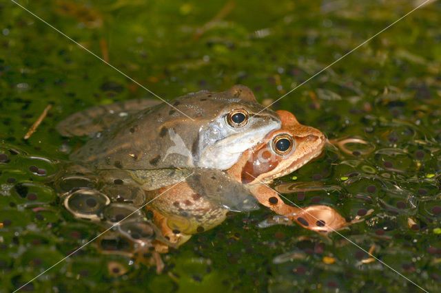 Heikikker (Rana arvalis)